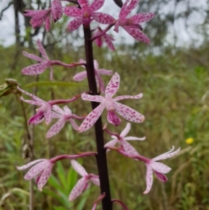 Dipodium punctatum at Bungonia, NSW - 6 Jan 2023