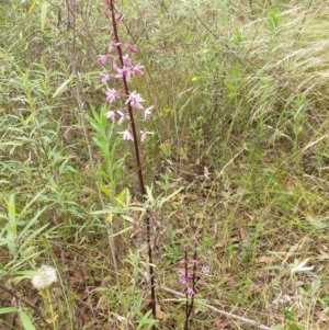 Dipodium punctatum at Bungonia, NSW - 6 Jan 2023