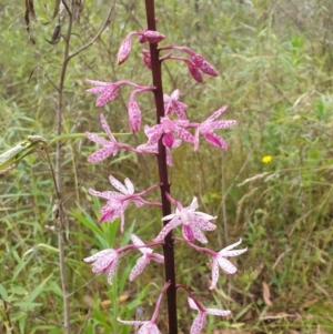 Dipodium punctatum at Bungonia, NSW - 6 Jan 2023