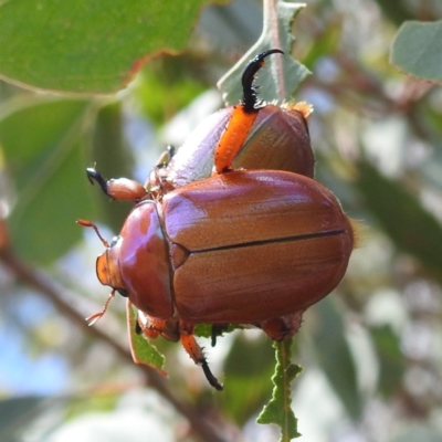 Anoplognathus montanus (Montane Christmas beetle) at Tuggeranong, ACT - 7 Jan 2023 by HelenCross