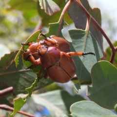 Anoplognathus montanus at Tuggeranong, ACT - suppressed