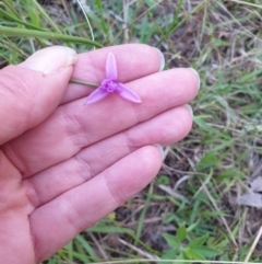 Thysanotus (Genus) (Fringe Lily) at Bungonia, NSW - 5 Jan 2023 by Rixon