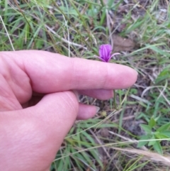 Thysanotus sp. at Bungonia, NSW - 5 Jan 2023