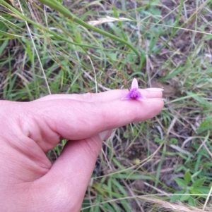 Thysanotus sp. at Bungonia, NSW - 5 Jan 2023