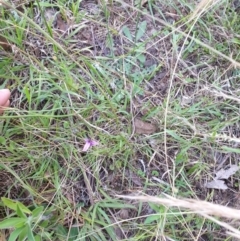 Thysanotus sp. at Bungonia, NSW - 5 Jan 2023 07:38 PM