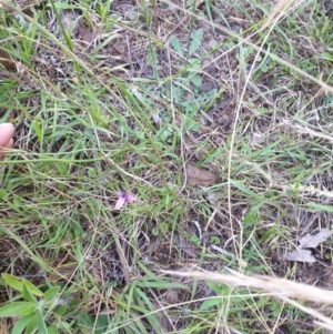 Thysanotus sp. at Bungonia, NSW - 5 Jan 2023