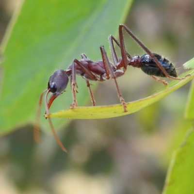 Myrmecia simillima (A Bull Ant) at Kambah, ACT - 10 Jan 2023 by HelenCross