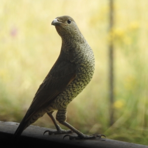 Ptilonorhynchus violaceus at Kambah, ACT - 7 Jan 2023