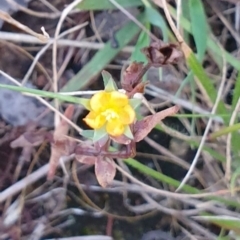 Hypericum gramineum (Small St Johns Wort) at Bungonia, NSW - 5 Jan 2023 by Rixon