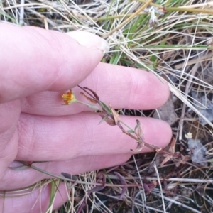 Hypericum gramineum at Bungonia, NSW - 5 Jan 2023 07:39 PM