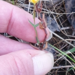 Hypericum gramineum at Bungonia, NSW - 5 Jan 2023 07:39 PM