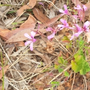 Pelargonium rodneyanum at Bungonia, NSW - 5 Jan 2023