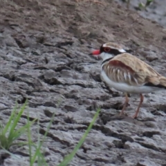 Charadrius melanops (Black-fronted Dotterel) at Fyshwick, ACT - 4 Jan 2023 by TomW