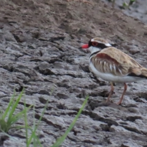 Charadrius melanops at Fyshwick, ACT - 5 Jan 2023