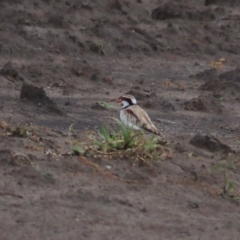 Charadrius melanops at Fyshwick, ACT - 5 Jan 2023 08:41 AM