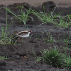 Charadrius melanops at Fyshwick, ACT - 5 Jan 2023