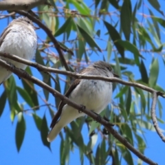 Microeca fascinans (Jacky Winter) at Namadgi National Park - 7 Jan 2023 by TomW