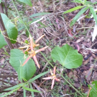 Passiflora cinnabarina (Red Passionflower) at Bungonia, NSW - 5 Jan 2023 by Rixon