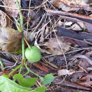 Passiflora cinnabarina at Bungonia, NSW - 5 Jan 2023 06:18 AM