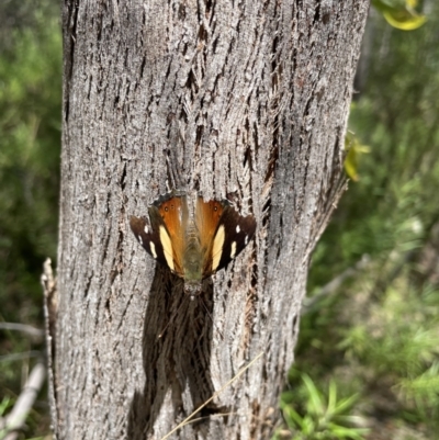 Vanessa itea (Yellow Admiral) at Paddys River, ACT - 7 Jan 2023 by CathyKatie