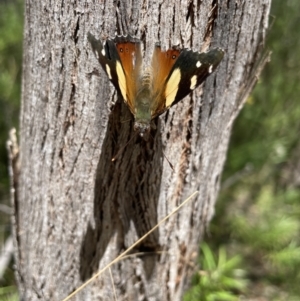 Vanessa itea at Paddys River, ACT - 7 Jan 2023