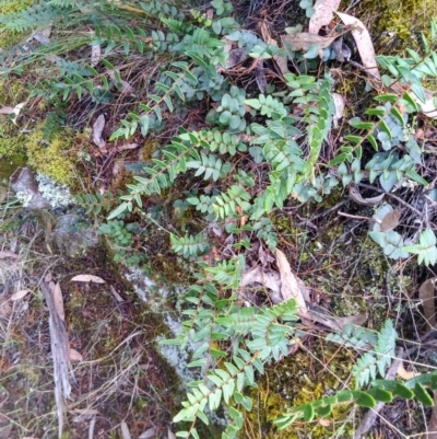 Pellaea calidirupium (Hot Rock Fern) at Kowen, ACT - 4 Jan 2023 by MaartjeSevenster