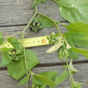 Solanum nigrum at Aranda, ACT - 7 Jan 2023