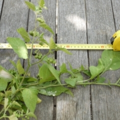 Solanum nigrum at Aranda, ACT - 7 Jan 2023