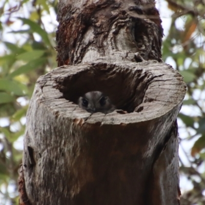 Aegotheles cristatus (Australian Owlet-nightjar) at Deakin, ACT - 7 Jan 2023 by LisaH