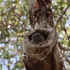 Aegotheles cristatus at Deakin, ACT - 7 Jan 2023