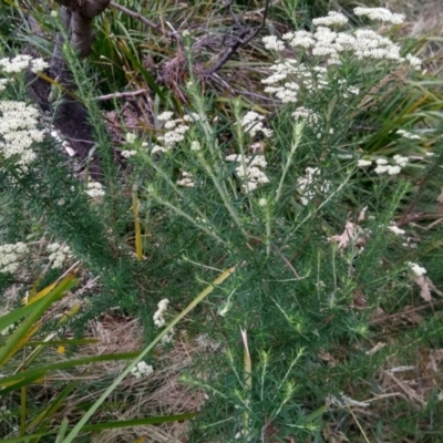 Cassinia aculeata subsp. aculeata (Dolly Bush, Common Cassinia, Dogwood) at MTR591 at Gundaroo - 7 Jan 2023 by MaartjeSevenster