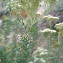 Cassinia aculeata subsp. aculeata at Gundaroo, NSW - 7 Jan 2023 11:57 AM