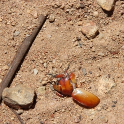 Anoplognathus sp. (genus) (Unidentified Christmas beetle) at Hughes, ACT - 7 Jan 2023 by LisaH