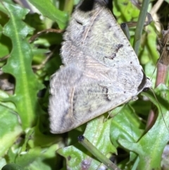 Pantydia sparsa at Numeralla, NSW - suppressed