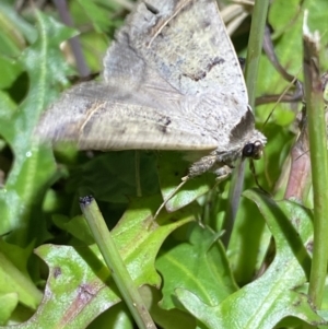 Pantydia sparsa at Numeralla, NSW - 2 Jan 2023