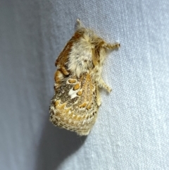 Pseudanapaea (genus) at Numeralla, NSW - 2 Jan 2023