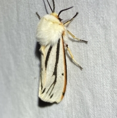 Paramsacta marginata (Donovan's Tiger Moth) at Numeralla, NSW - 1 Jan 2023 by SteveBorkowskis