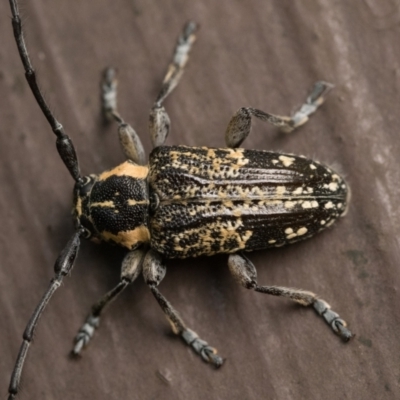 Ancita crocogaster (Longhorn or Longicorn beetle) at Acton, ACT - 7 Jan 2023 by patrickcox