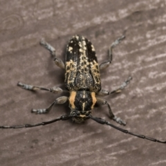 Ancita crocogaster at Acton, ACT - 7 Jan 2023