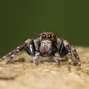 Servaea villosa at Acton, ACT - 7 Jan 2023 01:00 PM