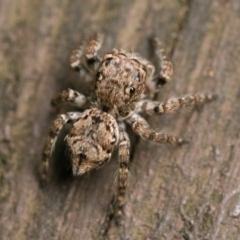 Servaea villosa at Acton, ACT - 7 Jan 2023 01:00 PM