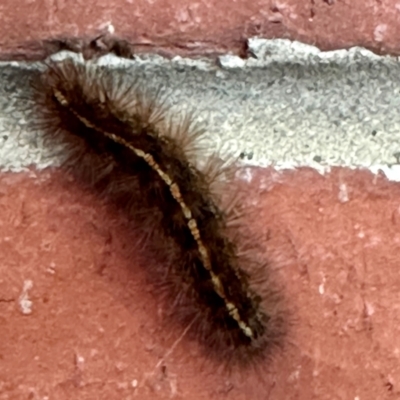 Ardices (genus) (Tiger moth (formerly Spilosoma)) at Aranda, ACT - 3 Jan 2023 by KMcCue