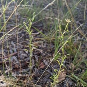 Vittadinia cuneata at Higgins, ACT - 7 Jan 2023