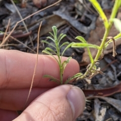 Vittadinia cuneata at Higgins, ACT - 7 Jan 2023