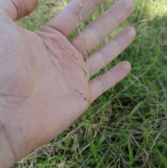 Ehrharta erecta (Panic Veldtgrass) at Higgins, ACT - 7 Jan 2023 by MattM