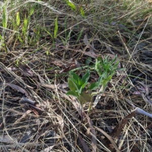 Erigeron sp. at Higgins, ACT - 7 Jan 2023