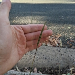 Bothriochloa macra (Red Grass, Red-leg Grass) at Higgins, ACT - 7 Jan 2023 by MattM