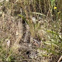 Pseudonaja textilis at Jerrabomberra, NSW - 6 Jan 2023 by Mavis