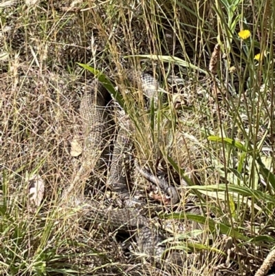 Pseudonaja textilis (Eastern Brown Snake) at Jerrabomberra, NSW - 7 Jan 2023 by Mavis