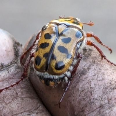Neorrhina punctata (Spotted flower chafer) at Page, ACT - 7 Jan 2023 by CattleDog